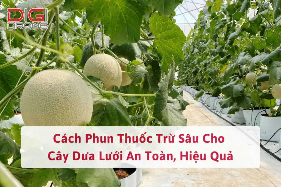 Cách Phun Thuốc Trừ Sâu Cho Cây Dưa Lưới An Toàn, Hiệu Quả