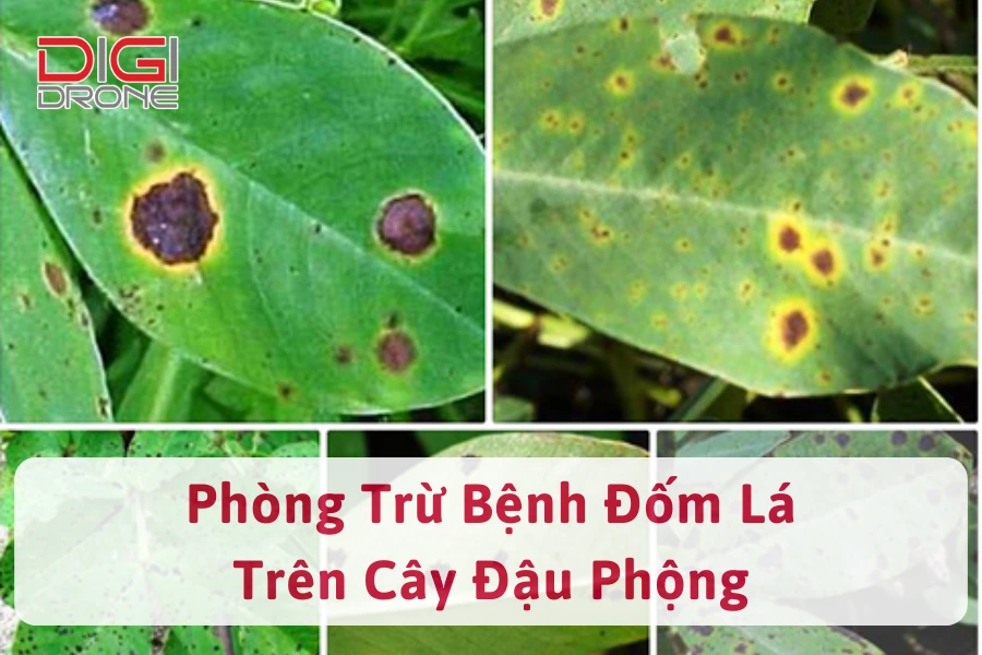 Hướng Dẫn Phòng Trừ Bệnh Đốm Lá Trên Cây Đậu Phộng Hiệu Quả