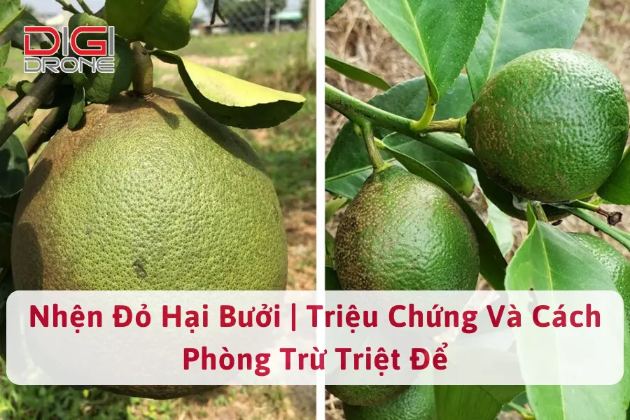 Nhện Đỏ Hại Bưởi | Triệu Chứng Và Cách Phòng Trừ Triệt Để