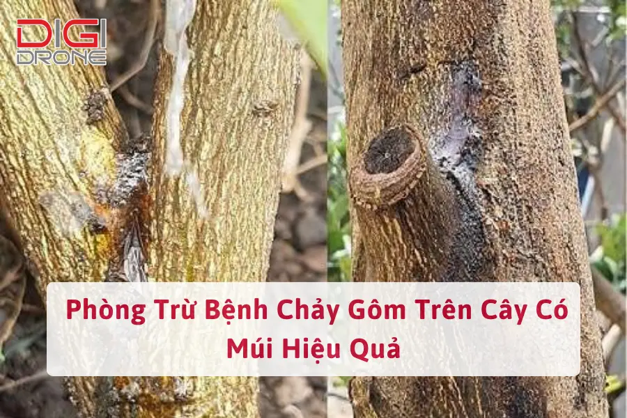 Phòng Trừ Bệnh Chảy Gôm Trên Cây Có Múi Hiệu Quả