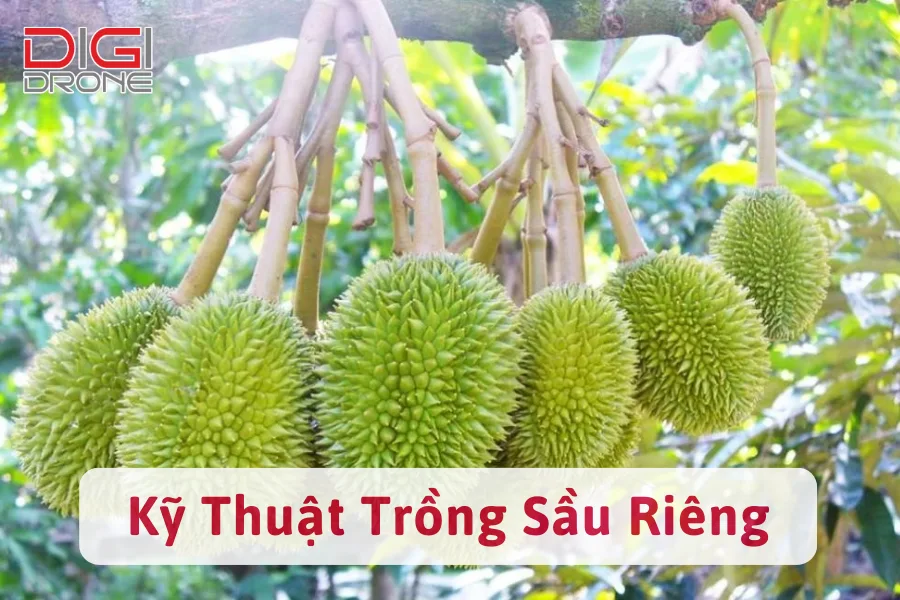 [Hướng Dẫn] Kỹ Thuật Trồng Sầu Riêng Cho Năng Suất Cao