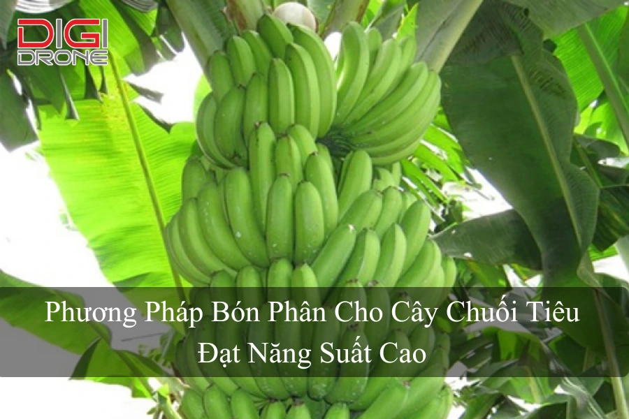 Phương Pháp Bón Phân Cho Cây Chuối Tiêu Đạt Năng Suất Cao