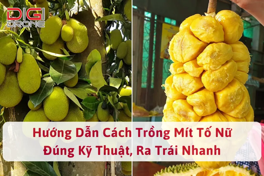 Hướng Dẫn Cách Trồng Mít Tố Nữ Đúng Kỹ Thuật, Ra Trái Nhanh