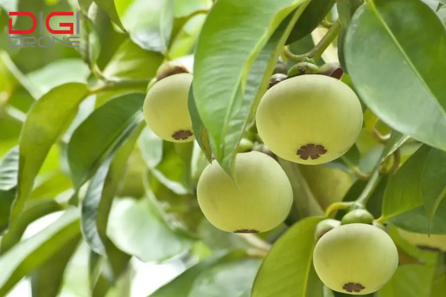 phun thuốc cho cây măng cụt