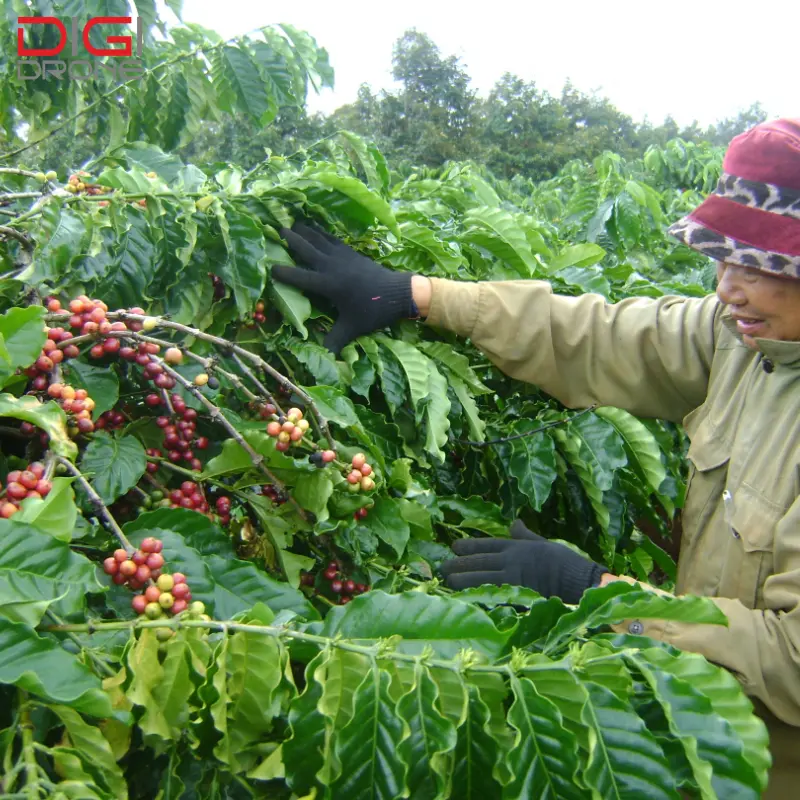 cách trồng cà phê cho năng suất cao
