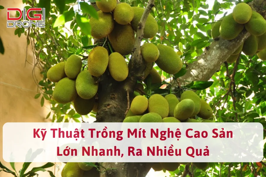 Kỹ Thuật Trồng Mít Nghệ Cao Sản Lớn Nhanh, Ra Nhiều Quả