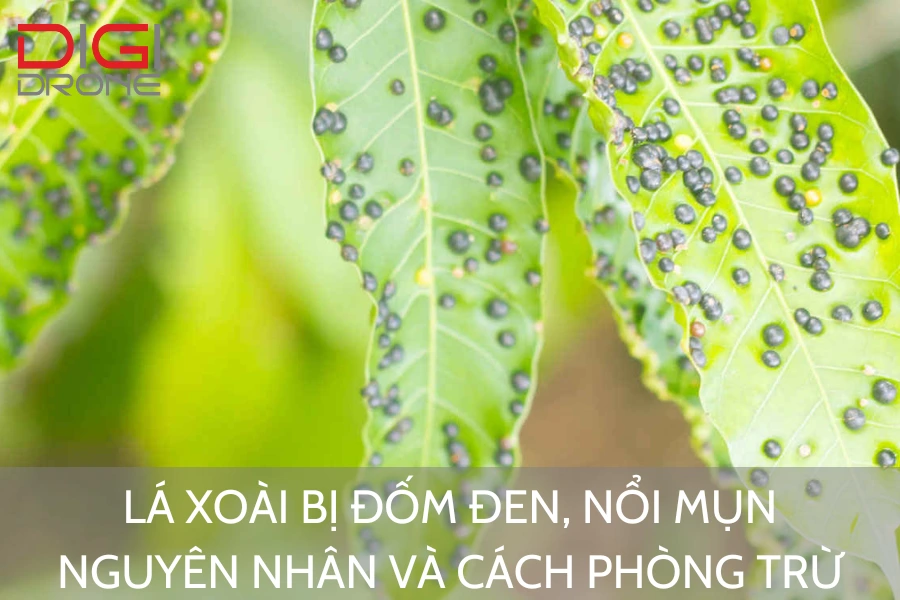 Lá Xoài Bị Đốm Đen, Nổi Mụn | Nguyên Nhân Và Cách Phòng Trừ