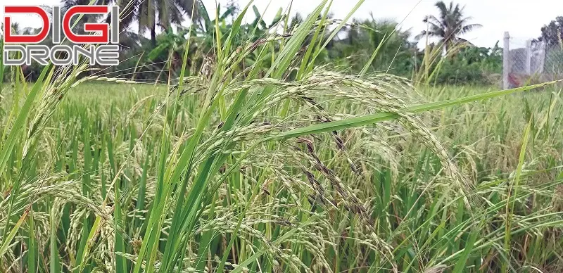 cỏ chác hại lúa