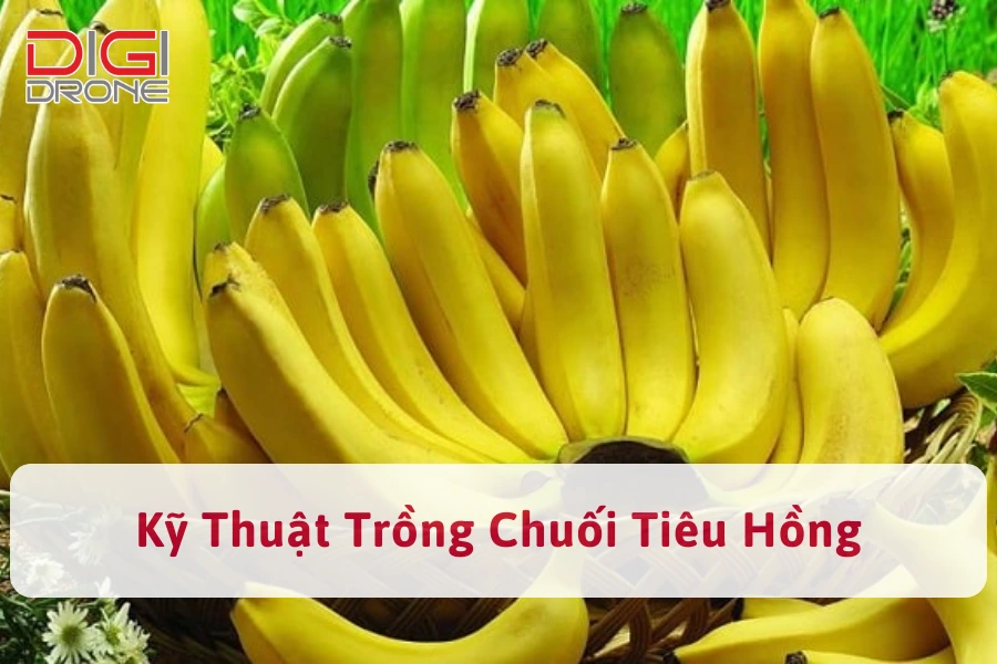 Kỹ Thuật Trồng Chuối Mốc Hiệu Quả, Vườn Sai Trĩu Quả