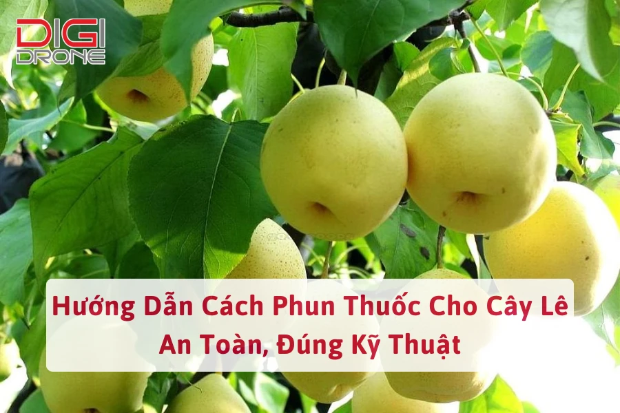 Hướng Dẫn Cách Phun Thuốc Cho Cây Lê An Toàn, Đúng Kỹ Thuật