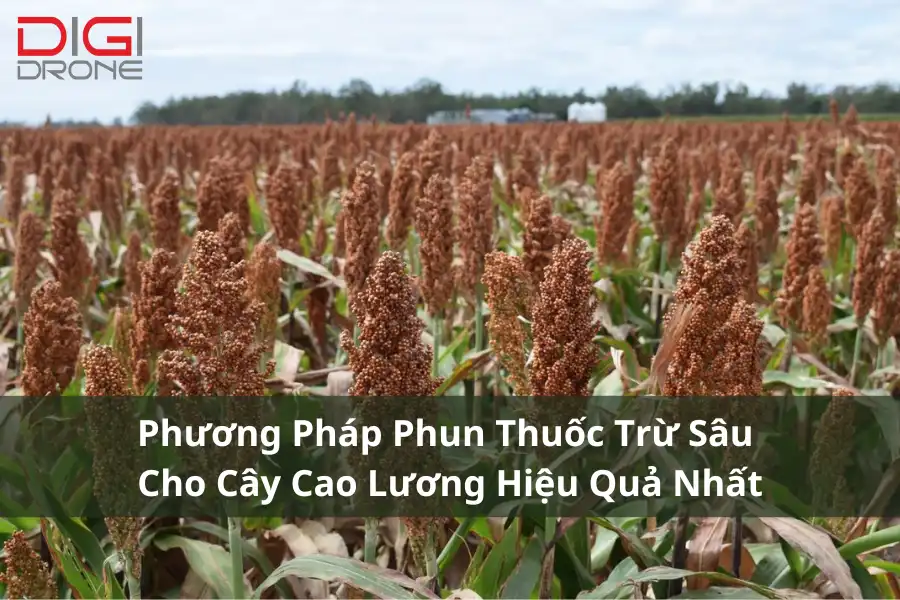 Phương Pháp Phun Thuốc Trừ Sâu Cho Cây Cao Lương Hiệu Quả Nhất