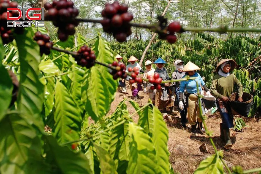 khoảng cách trồng cà phê xanh lùn ảnh hưởng đến năng suất và chất lượng