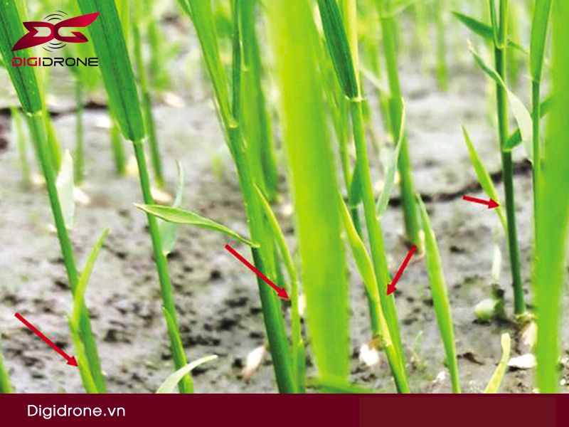 Sâu năn hại lúa & biện pháp phòng ngừa tốt nhất