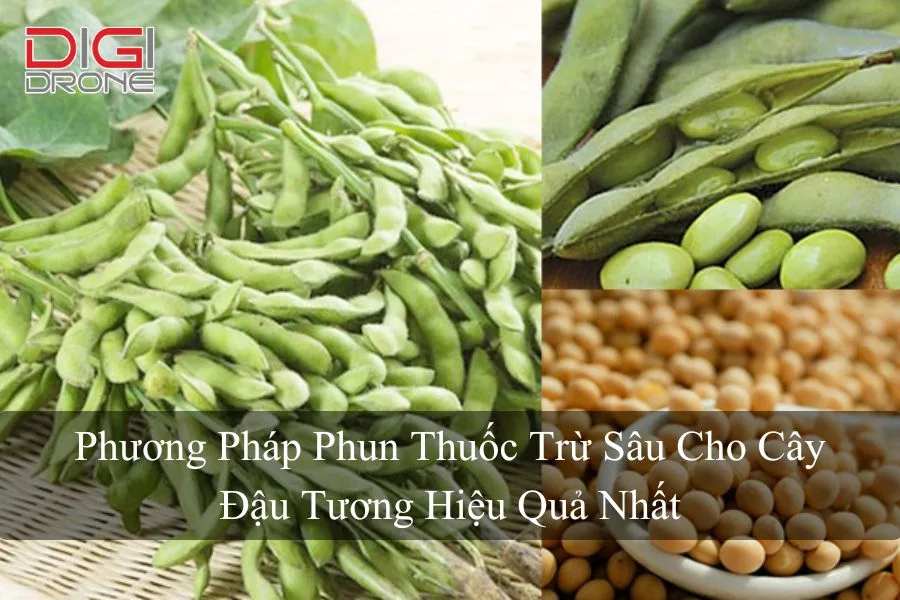 Phương Pháp Phun Thuốc Trừ Sâu Cho Cây Đậu Tương Hiệu Quả Nhất