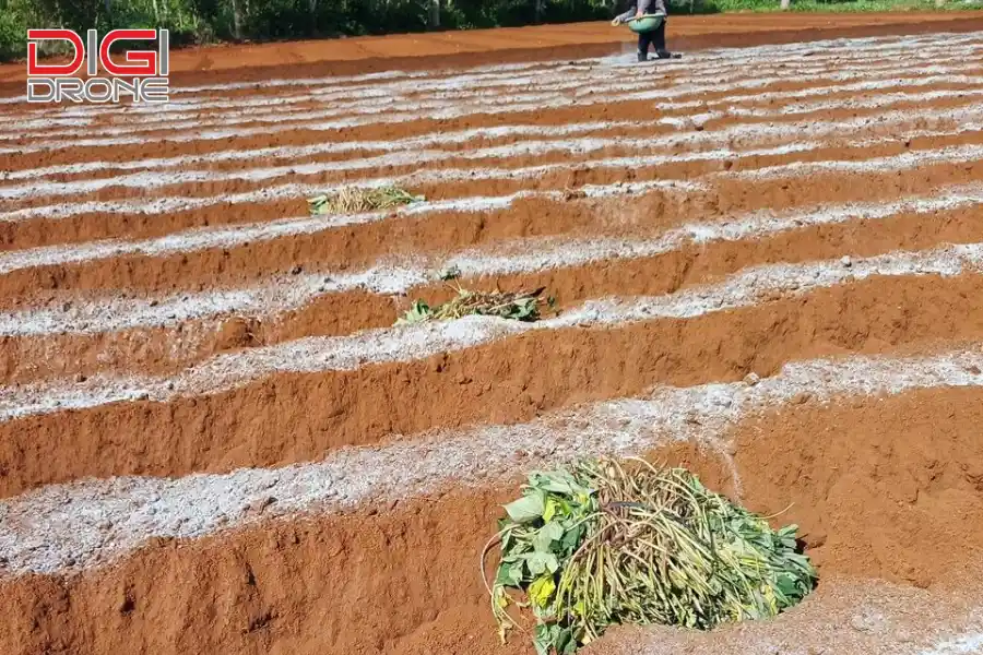 Kỹ thuật bón lót cho ruộng khoai mì