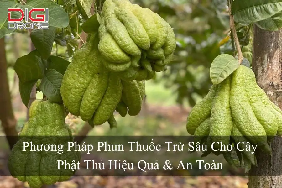 Phương Pháp Phun Thuốc Trừ Sâu Cho Cây Phật Thủ Hiệu Quả & An Toàn