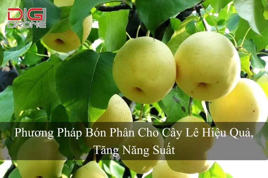 Phương Pháp Bón Phân Cho Cây Lê Hiệu Quả, Tăng Năng Suất