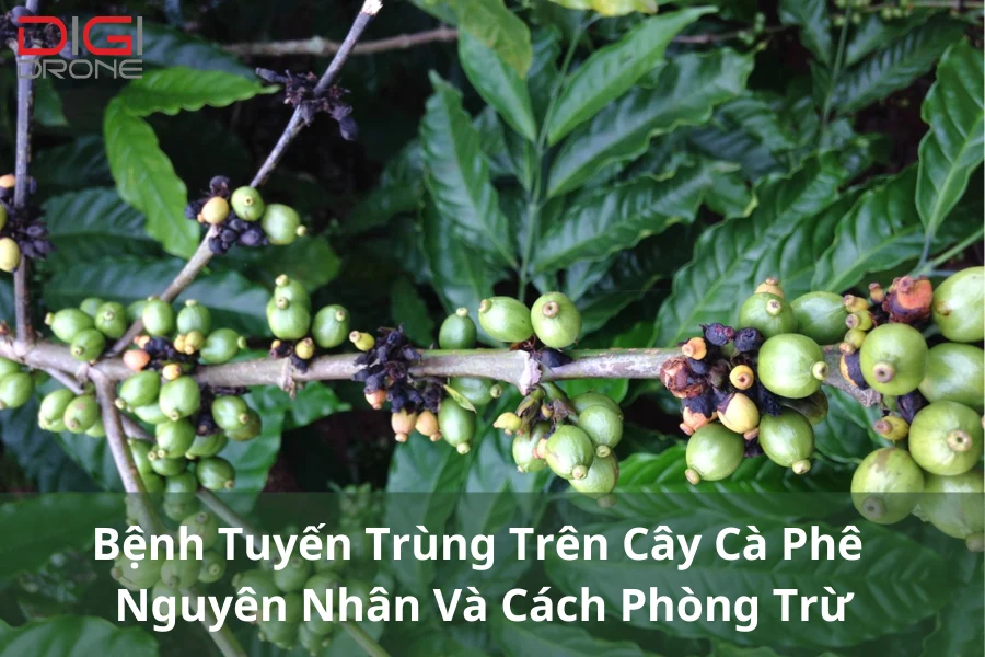 Bệnh Tuyến Trùng Trên Cây Cà Phê | Nguyên Nhân Và Cách Phòng Trừ