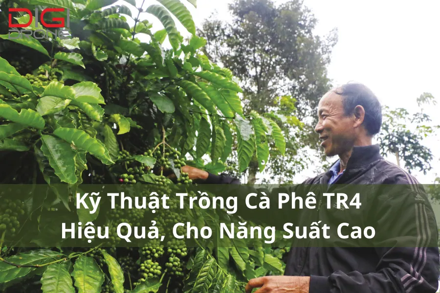 Kỹ Thuật Trồng Cà Phê TR4 Hiệu Quả, Cho Năng Suất Cao