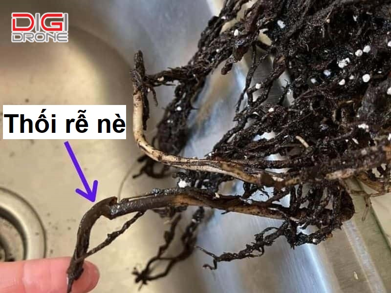 Dấu hiệu nhận biết cây bị thối rễ