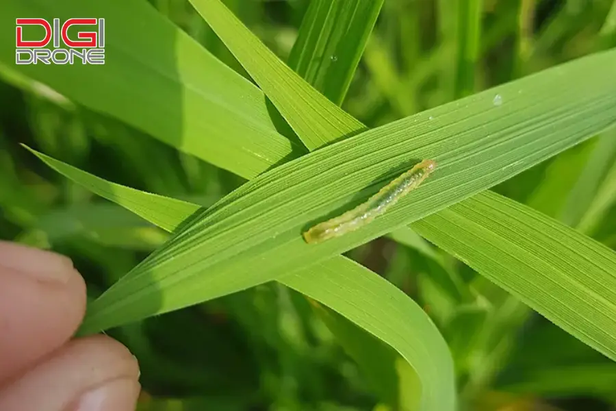 sâu phao đục bẹ