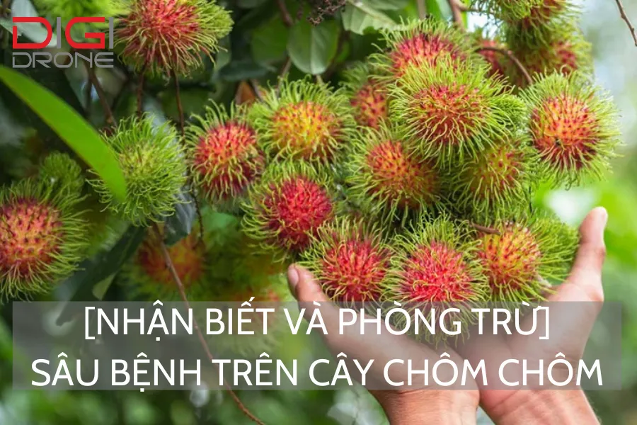 [Nhận Biết Và Phòng Trừ] Sâu Bệnh Trên Cây Chôm Chôm