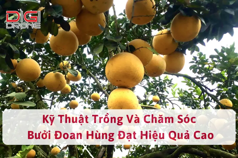 Kỹ Thuật Trồng Và Chăm Sóc Bưởi Đoan Hùng Đạt Hiệu Quả Cao