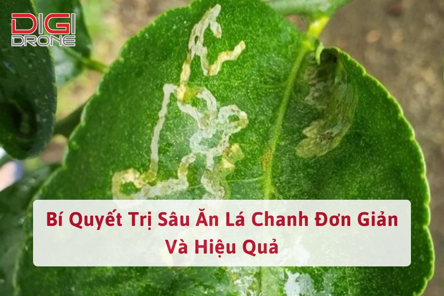 Bí Quyết Trị Sâu Ăn Lá Chanh Đơn Giản Và Hiệu Quả