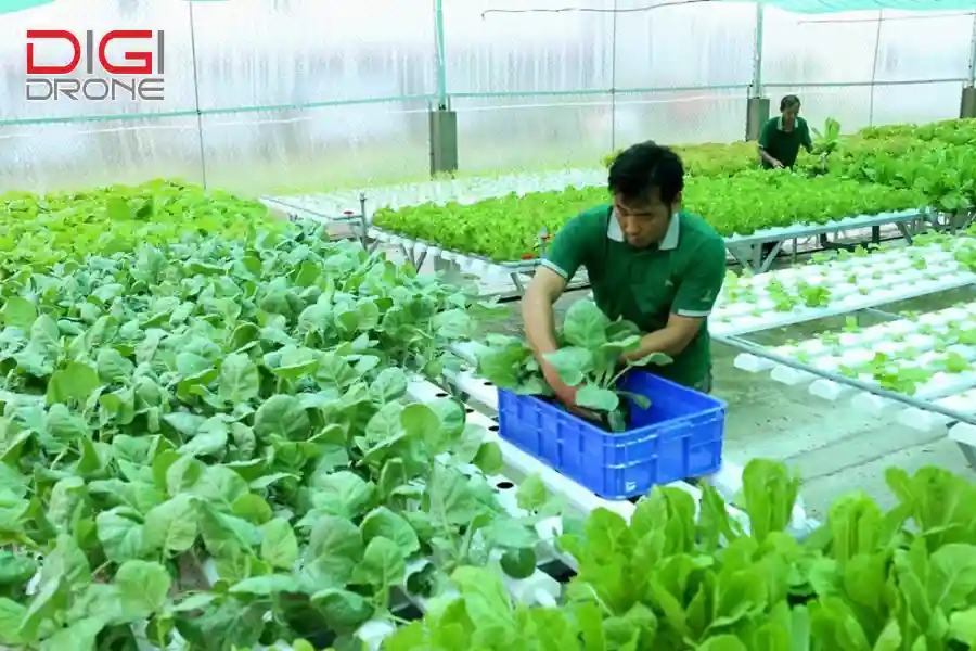 Tiêu chuẩn, chứng nhận và quản lý chất lượng trong nông nghiệp hữu cơ Tiêu chuẩn, chứng nhận và quản lý chất lượng trong nông nghiệp hữu cơ