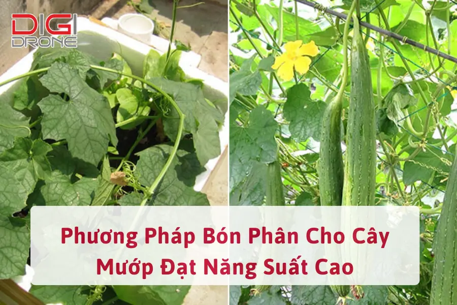 Phương Pháp Bón Phân Cho Cây Mướp Đạt Năng Suất Cao