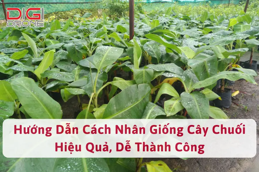 Hướng Dẫn Cách Nhân Giống Cây Chuối Hiệu Quả, Dễ Thành Công