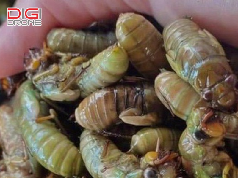 Ảnh hưởng của ve sầu đến năng suất và kinh tế nông nghiệp