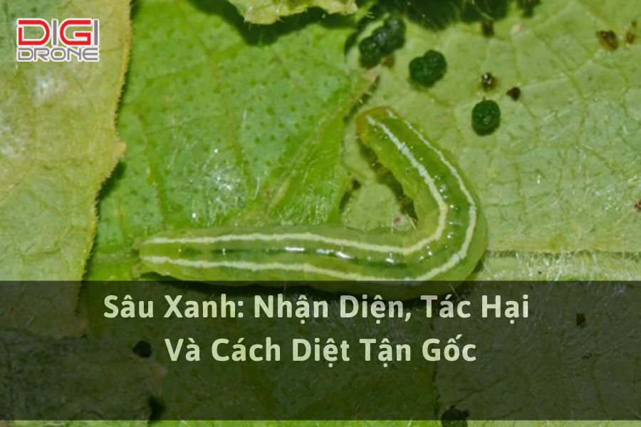 Sâu Xanh: Nhận Diện, Tác Hại Và Cách Diệt Tận Gốc