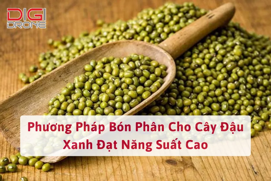 Phương Pháp Bón Phân Cho Cây Đậu Xanh Đạt Năng Suất Cao