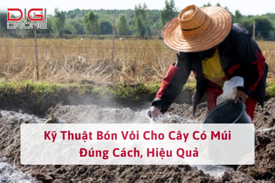 Kỹ Thuật Bón Vôi Cho Cây Có Múi Đúng Cách, Hiệu Quả