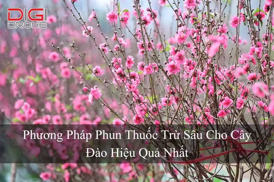 Phương Pháp Phun Thuốc Trừ Sâu Cho Cây Đào Hiệu Quả Nhất