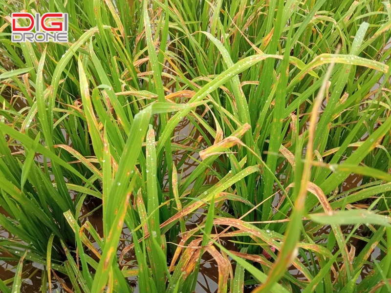 Dấu hiệu nhận biết chính xác bệnh đạo ôn lúa