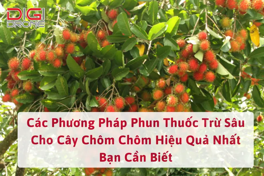 Các Phương Pháp Phun Thuốc Trừ Sâu Cho Cây Chôm Chôm Hiệu Quả Nhất Bạn Cần Biết