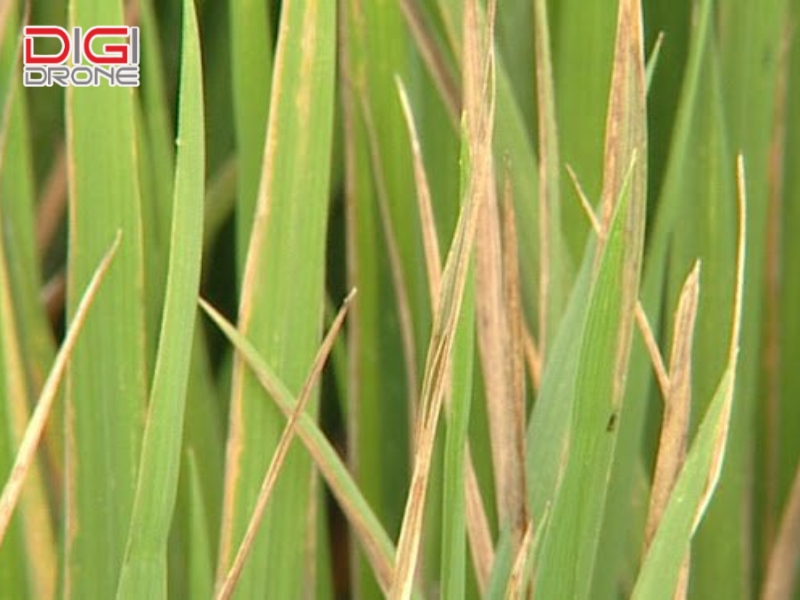 Nhận diện bệnh bạc lá lúa