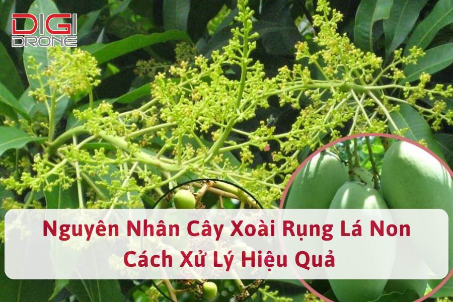 5. Tác động của việc rụng lá non đến sự phát triển và năng suất cây xoài