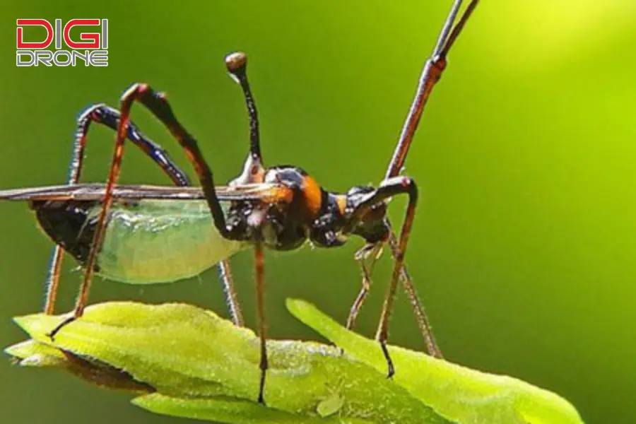 bọ xít muỗi