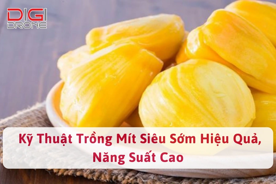 Kỹ Thuật Trồng Mít Siêu Sớm Hiệu Quả, Năng Suất Cao