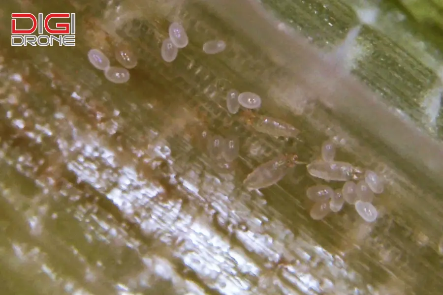 Điều kiện phát sinh và phát triển của nhện gié Điều kiện phát sinh và phát triển của nhện gié