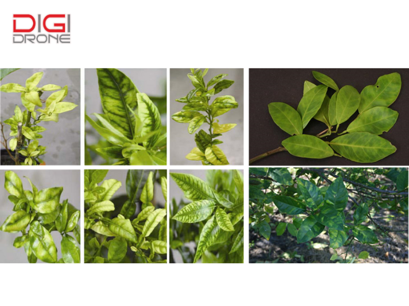 Nguyên nhân và con đường lây lan bệnh