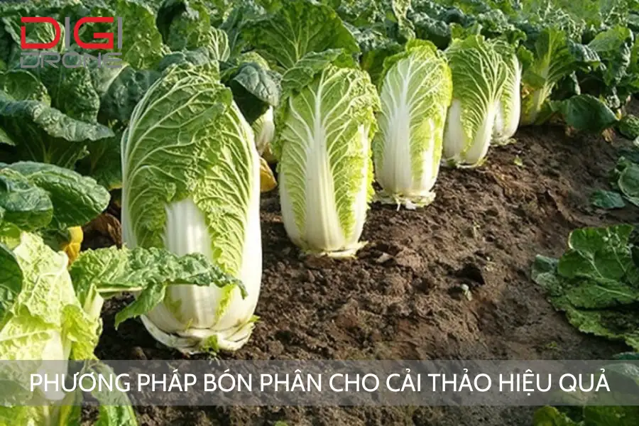 Phương Pháp Bón Phân Cho Cải Thảo Hiệu Quả