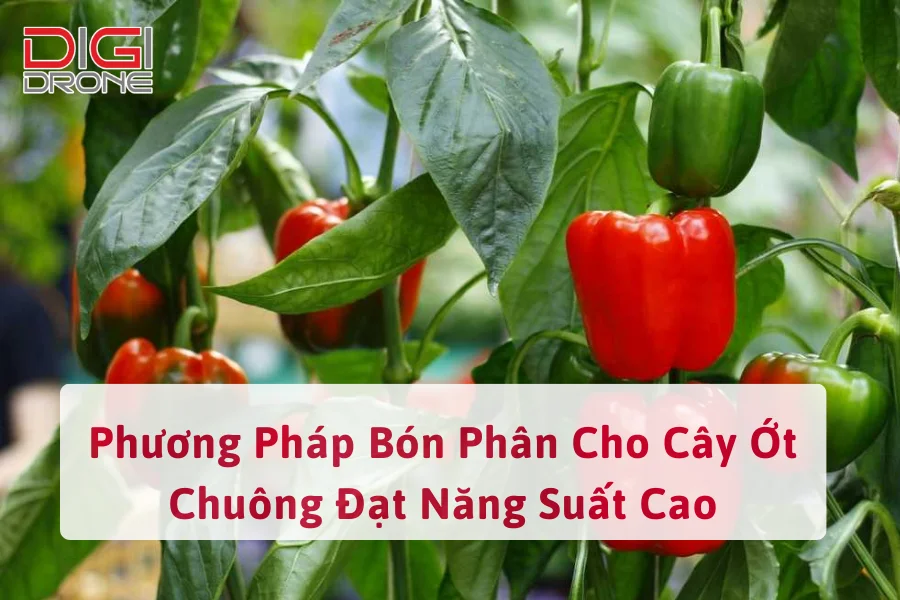 Phương Pháp Bón Phân Cho Cây Ớt Chuông Đạt Năng Suất Cao