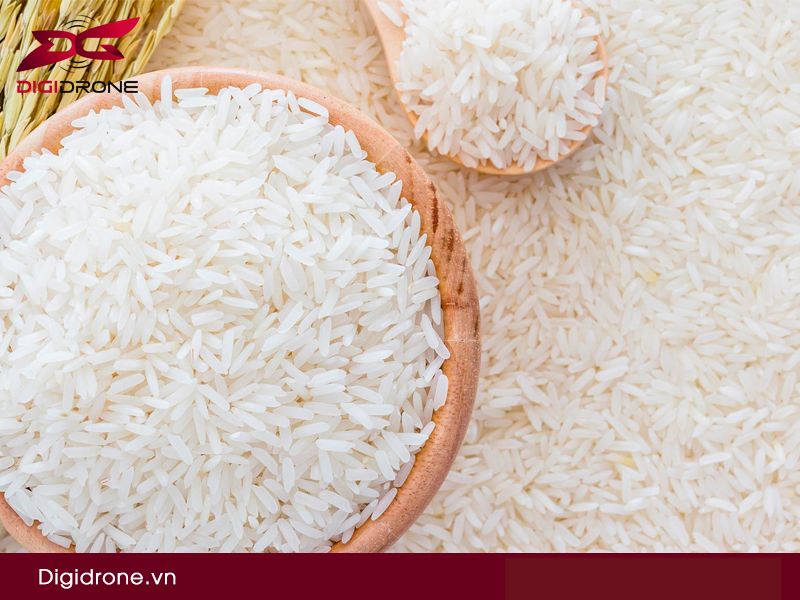 Đặc tính giống lúa OM 4900 & kỹ thuật gieo trồng