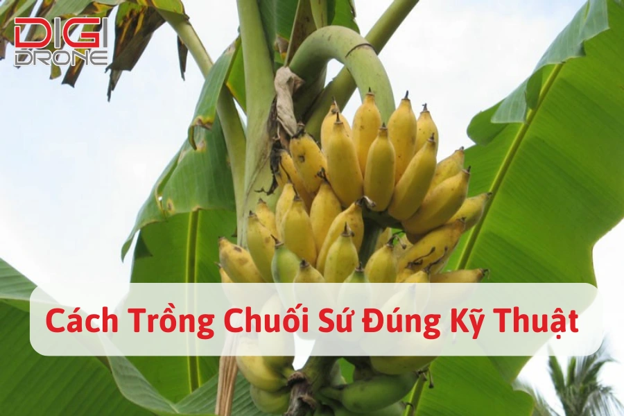 Cách Trồng Chuối Sứ Đúng Kỹ Thuật, Cho Năng Suất Cao 