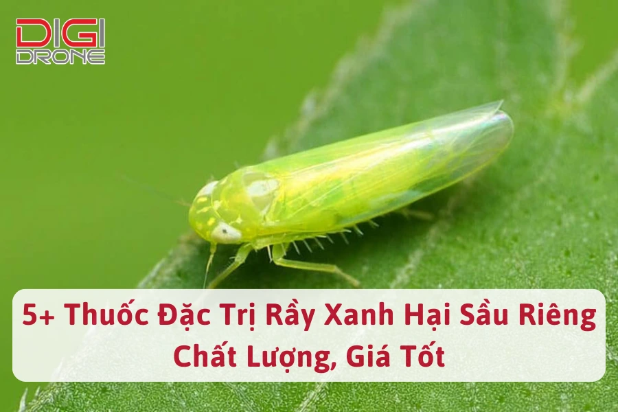 5+ Thuốc Đặc Trị Rầy Xanh Hại Sầu Riêng Chất Lượng, Giá Tốt