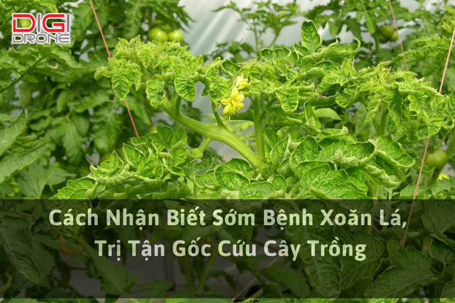 Cách Nhận Biết Sớm Bệnh Xoăn Lá, Trị Tận Gốc Cứu Cây Trồng